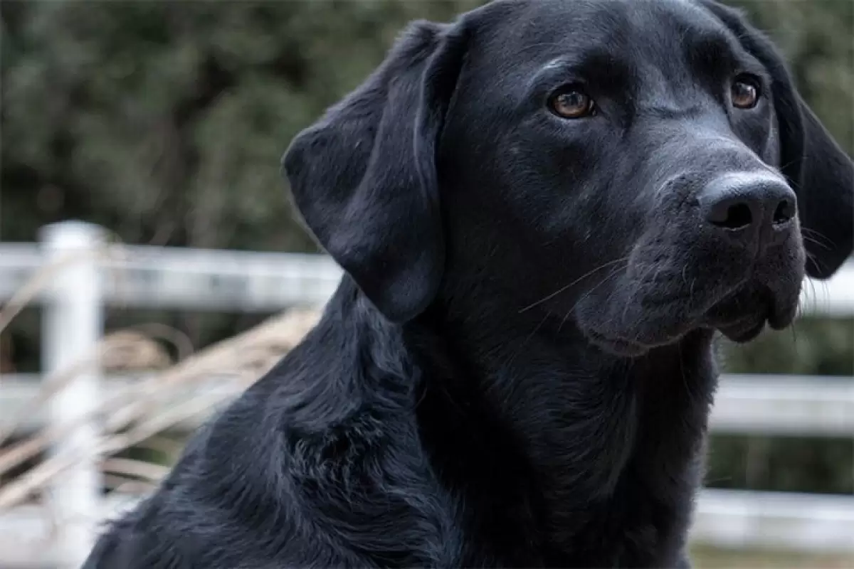 ببینید | قدردانی احساسی یک سگ پس از نجاتش از رودخانه