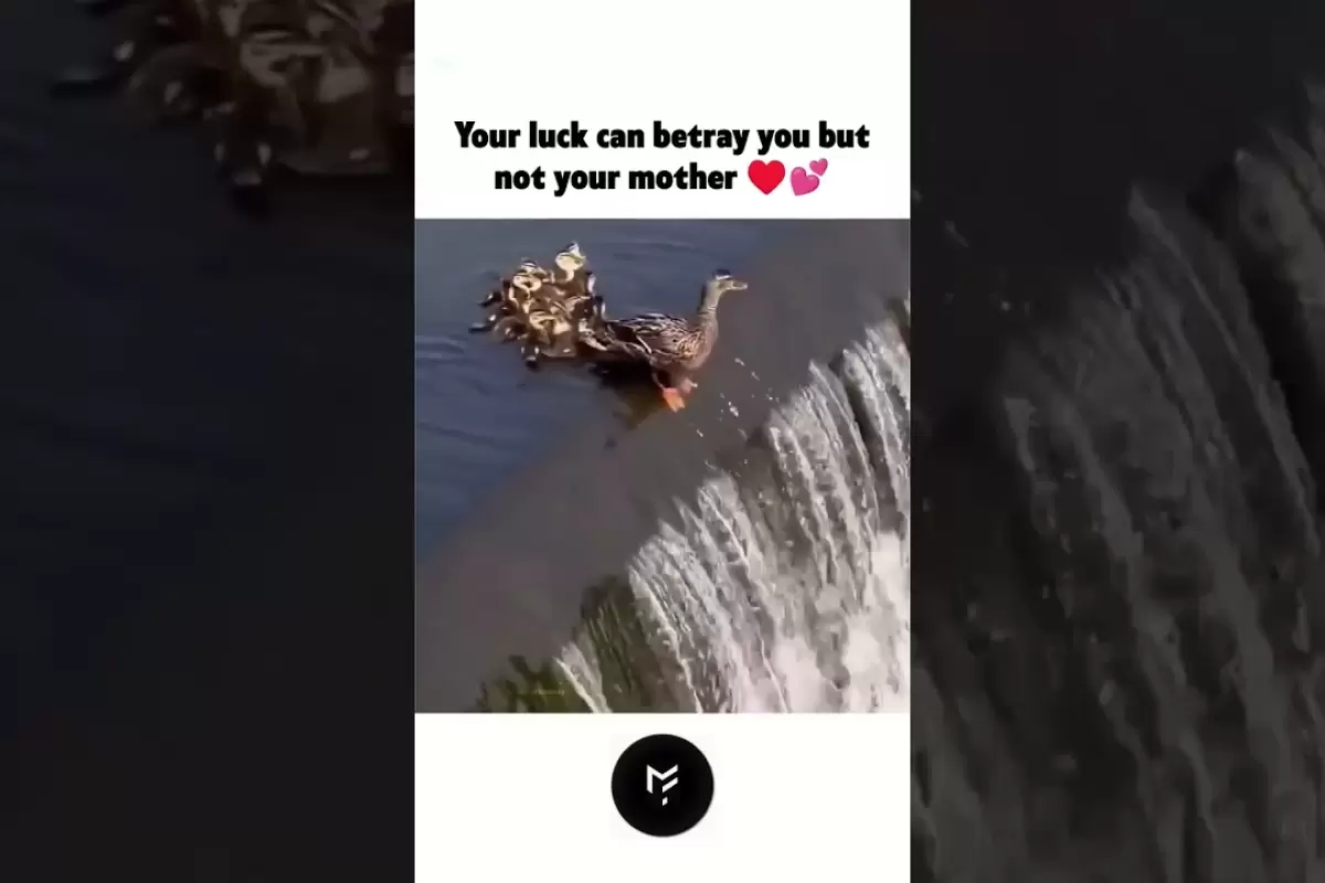 (ویدئو) ماده اردک مهربان، جان‌اش را برای نجات فرزندش به خطر انداخت
