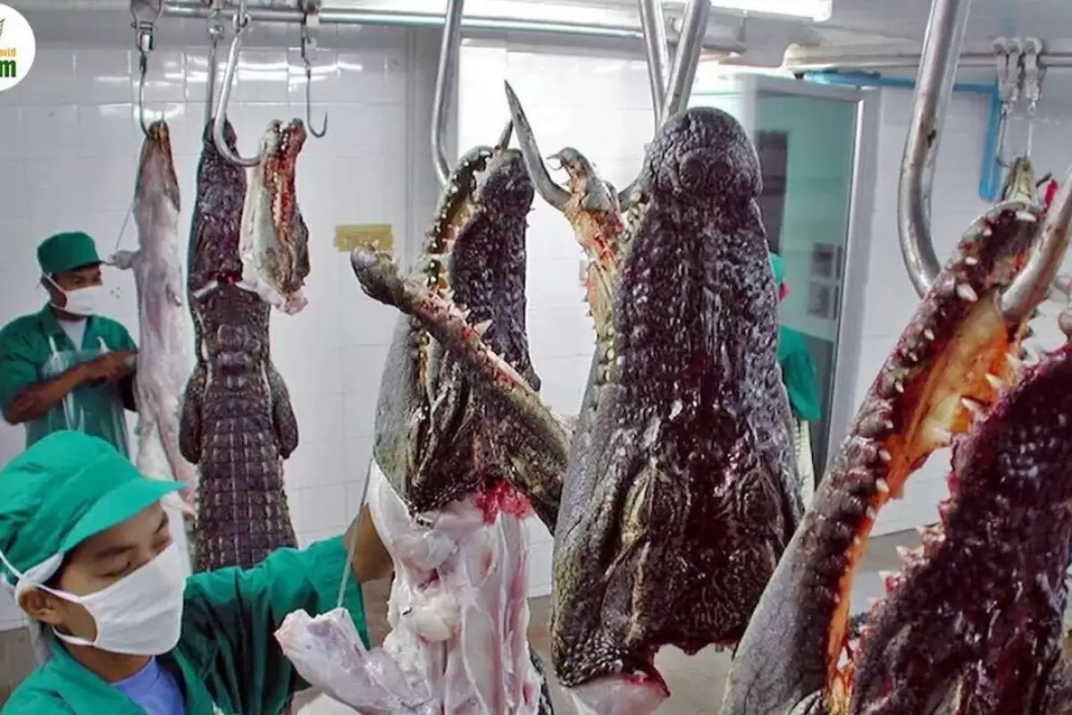 (ویدئو) فرایند پرورش ۱۰۰ هزار تمساح در یک مزرعه آمریکایی؛ فرآوری گوشت تمساح در کارخانه