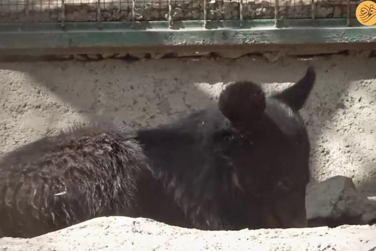 (ویدئو) بازیگوشی «نیما» و «نیکا»، دو توله خرس سیاه در پارک پردیسان
