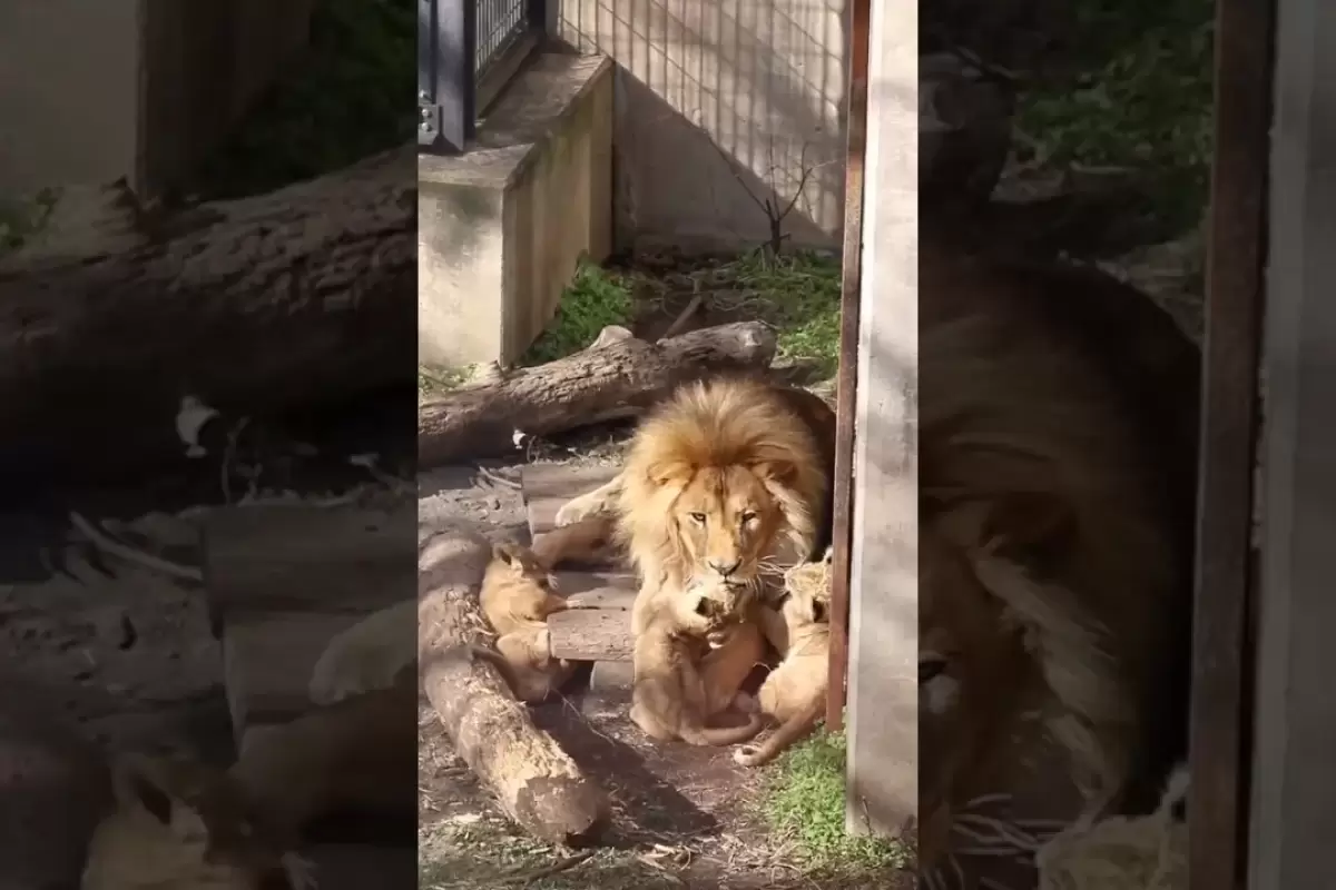 (ویدئو) بازی تماشایی و احساسی توله شیرها با پدرشان