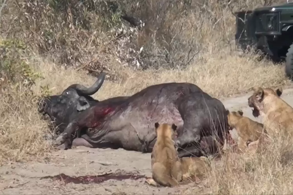 (ویدیو) بوفالوی مادر در مقابل شیرها جان فدای گوساله‌اش شد!