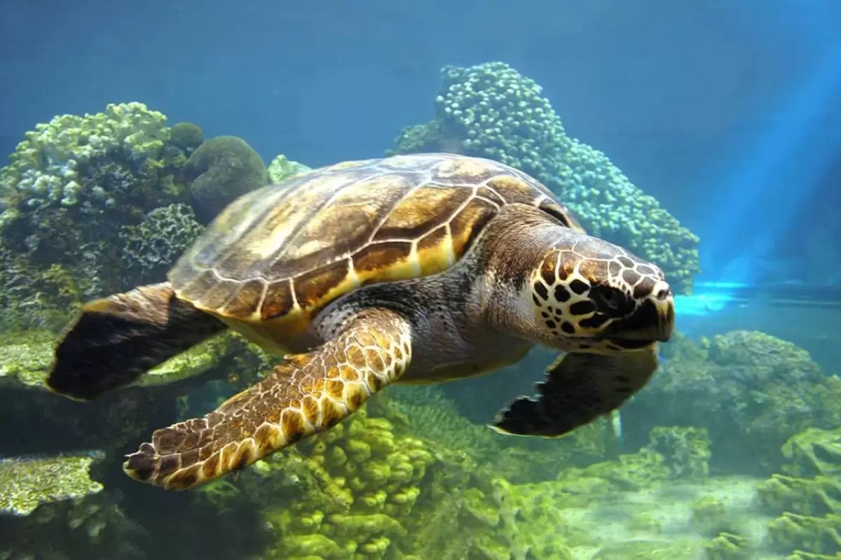 (ویدیو) نجات جان لاکپشت پوزه عقابی در خطر انقراض توسط غواصان کیش