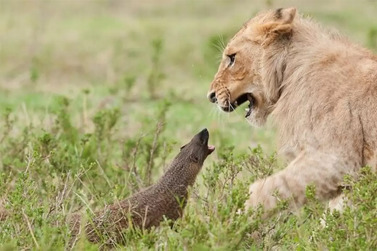 (ویدئو) حمله دیدنی یک مانگوس به شیر برای دفاع از قلمرو خود!