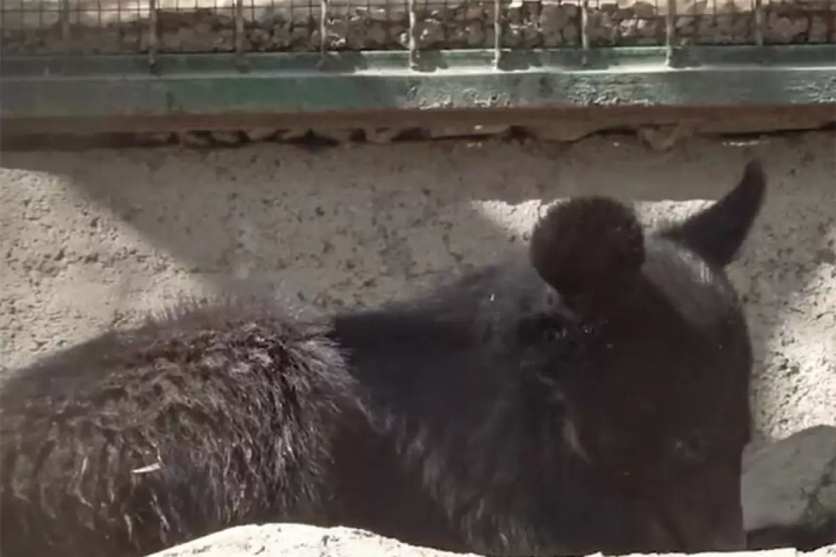 ببینید | بازیگوشی «نیما» و «نیکا» دو توله خرس سیاه در پارک پردیسان