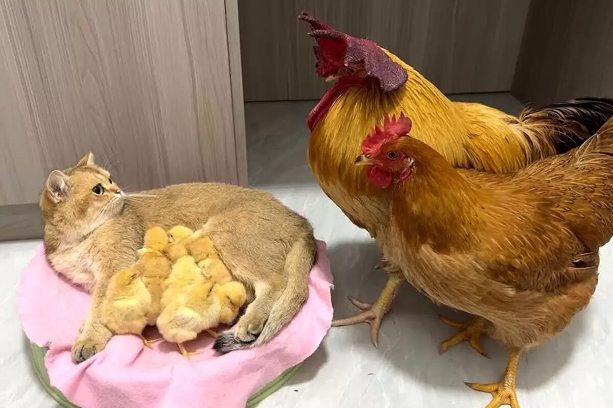(ویدئو) مرغ و خروسی که جوجه‌هایشان را به گربه می‌سپارند!