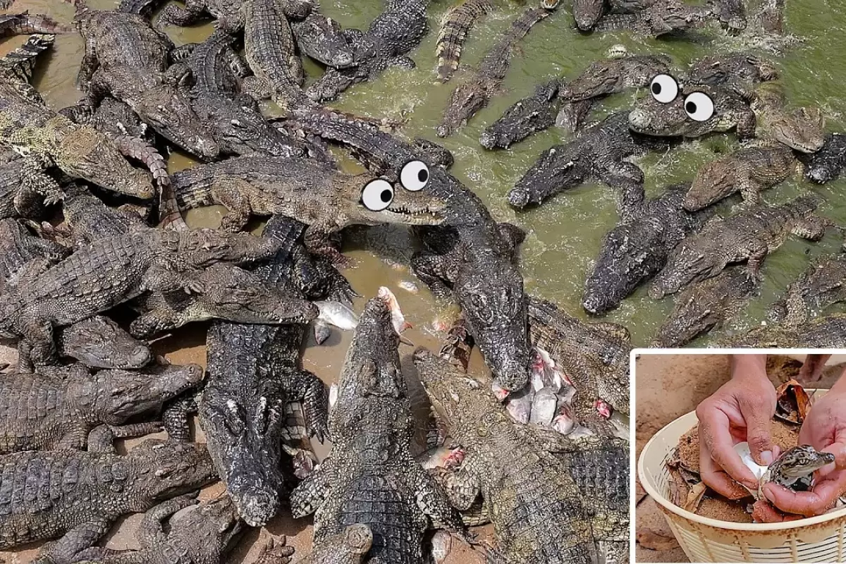 (ویدئو) مزرعه پرورش تمساح؛ فرایند هیجان انگیز تخم ریزی تمساح و جوجه کشی آن را ببینید