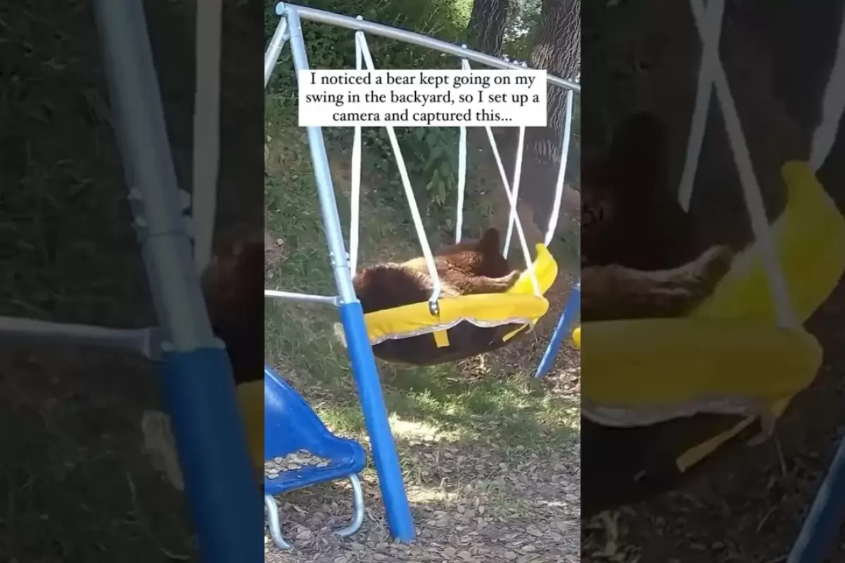(ویدئو) هیجان باورنکردنی این خرس برای تاب بازی شما را شگفت زده می کند