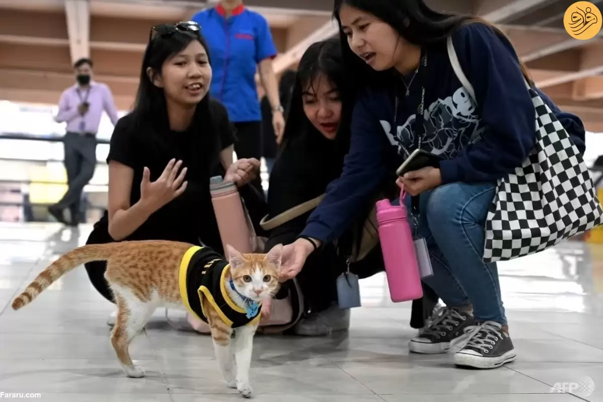 (ویدئو) استخدام گربه‌های ولگرد به عنوان نگهبانان امنیتی
