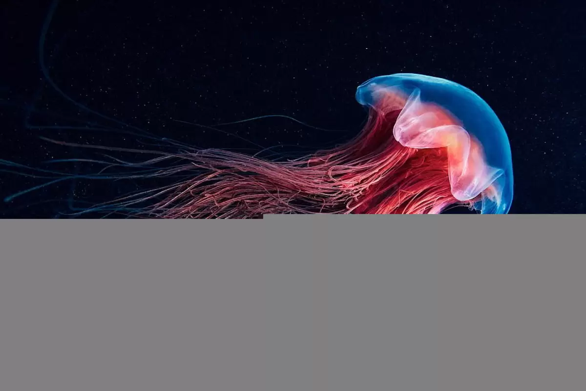 «بیگانه‌های زیر آب»؛ تصاویر حیرت‌انگیز یک غواص روسی از موجودات عجیب اعماق دریا