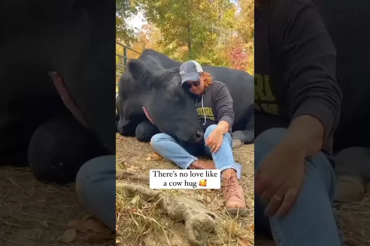 این ویدئو ثابت می کند که گاوها احساس و عشق را درک می کنند