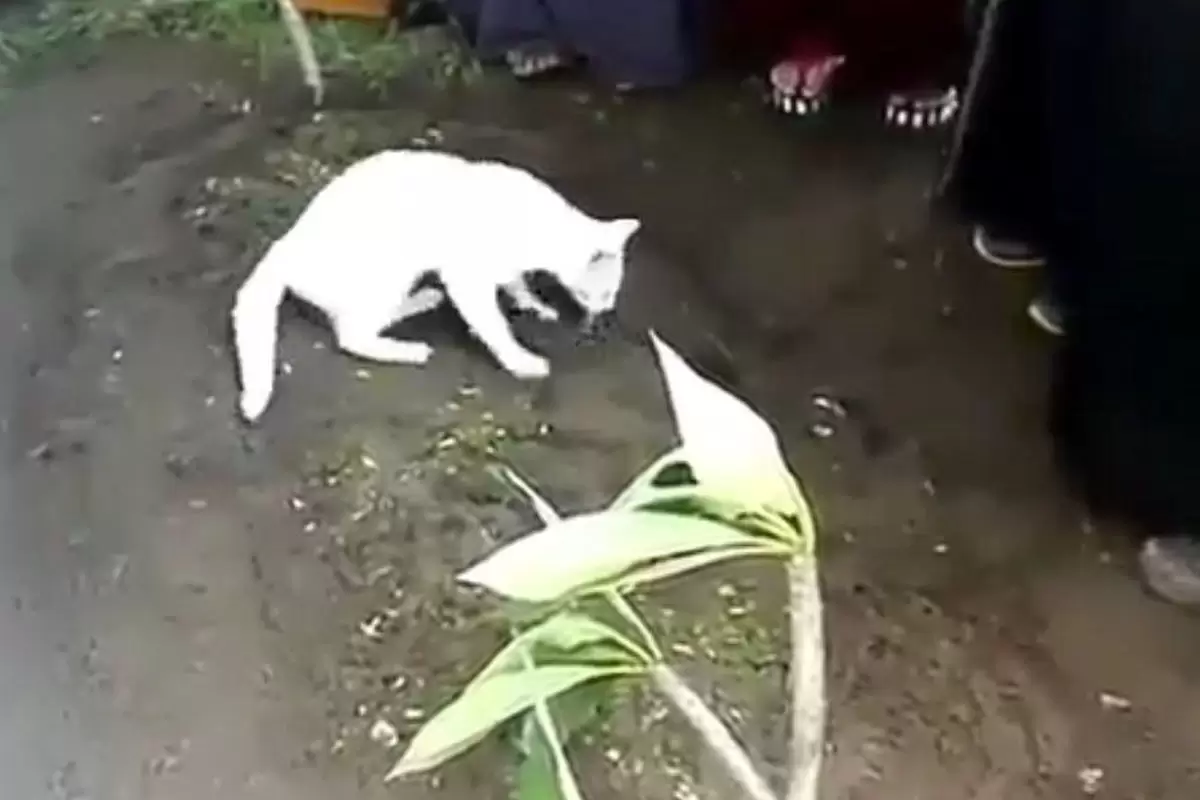 (ویدیو) عزاداری یک گربه برای صاحبش که فوت شده