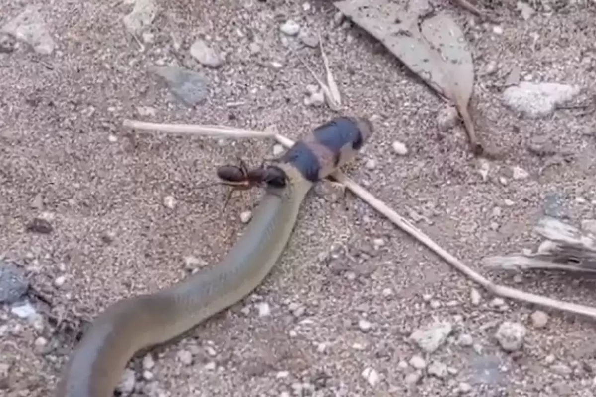 ( ویدیو) حمله باورنکردنی و حیرت‌انگیز مورچه غول‌پیکر به یک مار