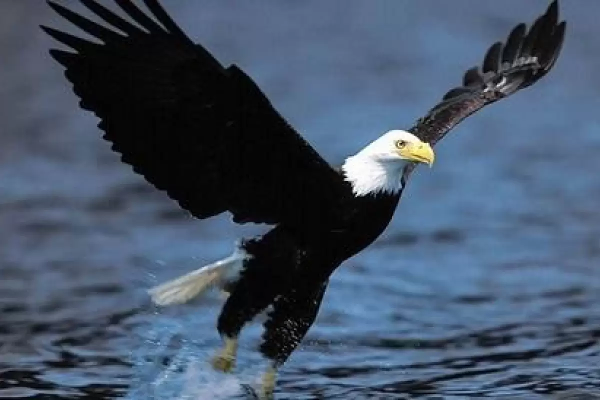 ( ویدیو) قدرت شگفت انگیز عقاب در شکار ماهی از رودخانه