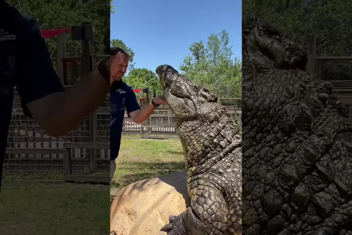 (ویدئو) علاقه باورنکردنی بزرگترین تمساح جهان با یک تن وزن و 6 متر طول به نوازش