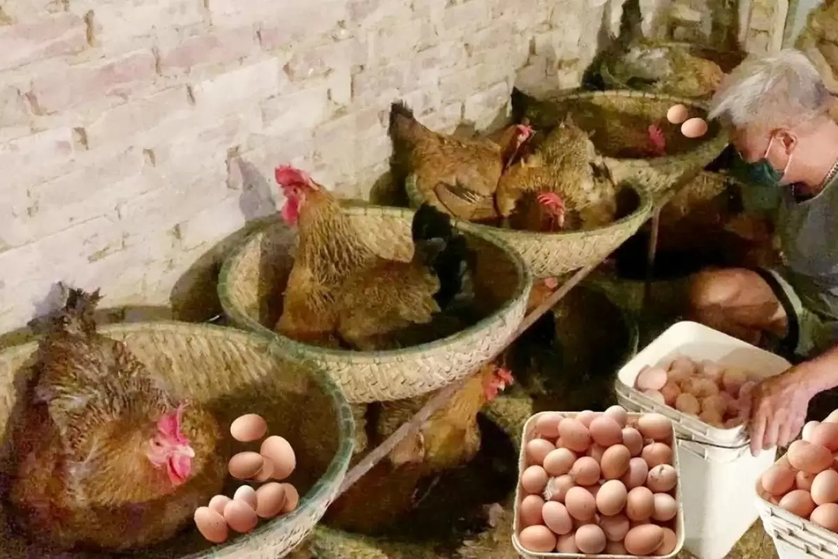 (ویدئو) پرورش صد‌ها مرغ و خروس محلی توسط مرد ویتنامی