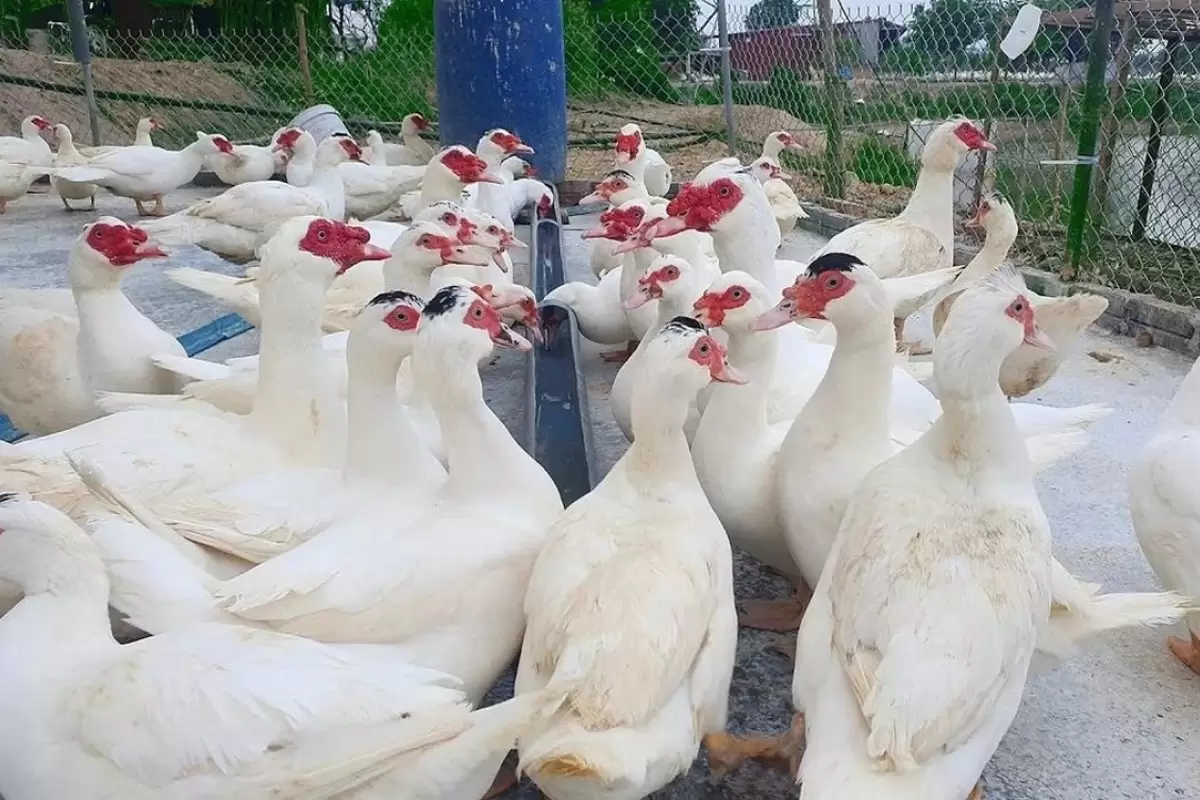(ویدئو) پرورش شگفت انگیز ۳ هزار اردک مسکویی توسط زن ویتنامی