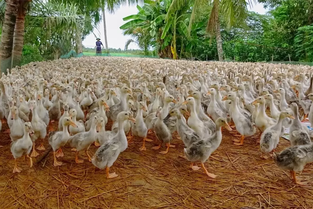 (ویدئو) ببینید این خانواده ویتنامی چگونه 100 هزار اردک محلی را پرورش می دهند