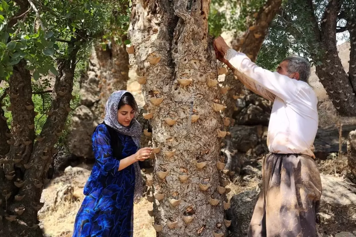 (ویدئو) برداشت سقز از درخت ون؛ پخت تماشایی غذا توسط خانواده روستایی در کردستان