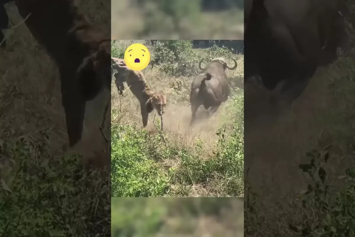 (ویدئو) کشته شدن شیرهای بی نوا توسط بوفالوهای خشمگین