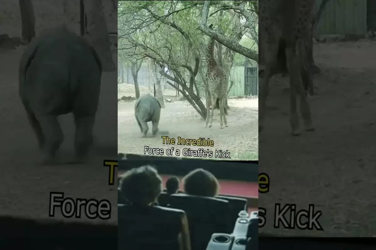 (ویدئو) کتک خوردن کرگدن و شیر از زرافه شش متری