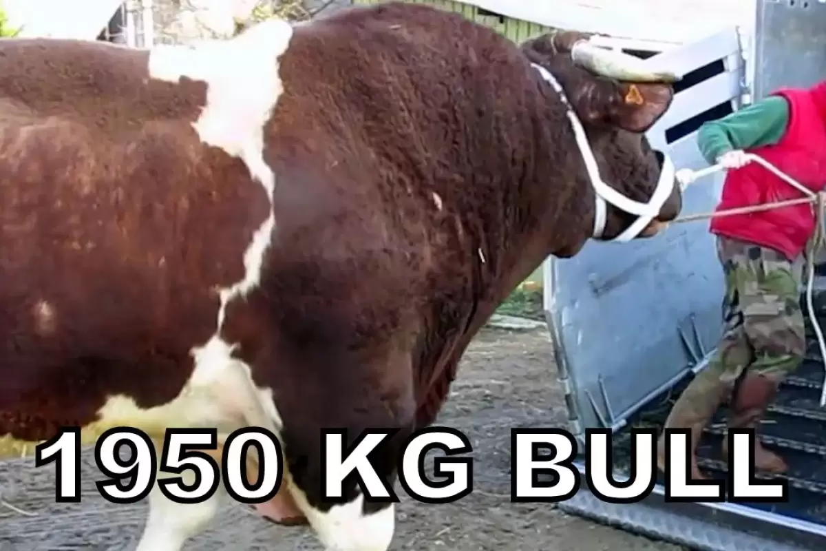 (ویدئو) رونمایی از سنگین ترین گاو نر جهان با وزن 1950 کیلوگرم!