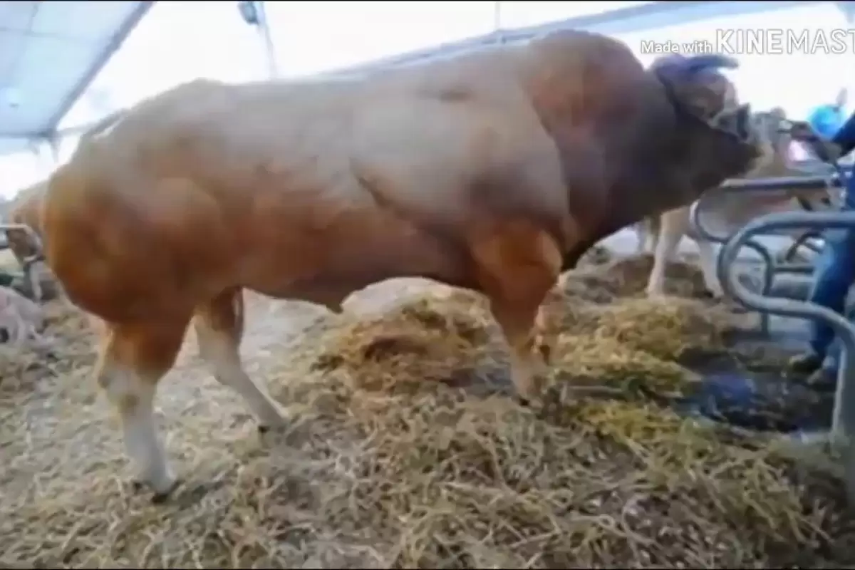(ویدئو) این هیولای 1.5 تنی بزرگترین گاو نر اروپا شد