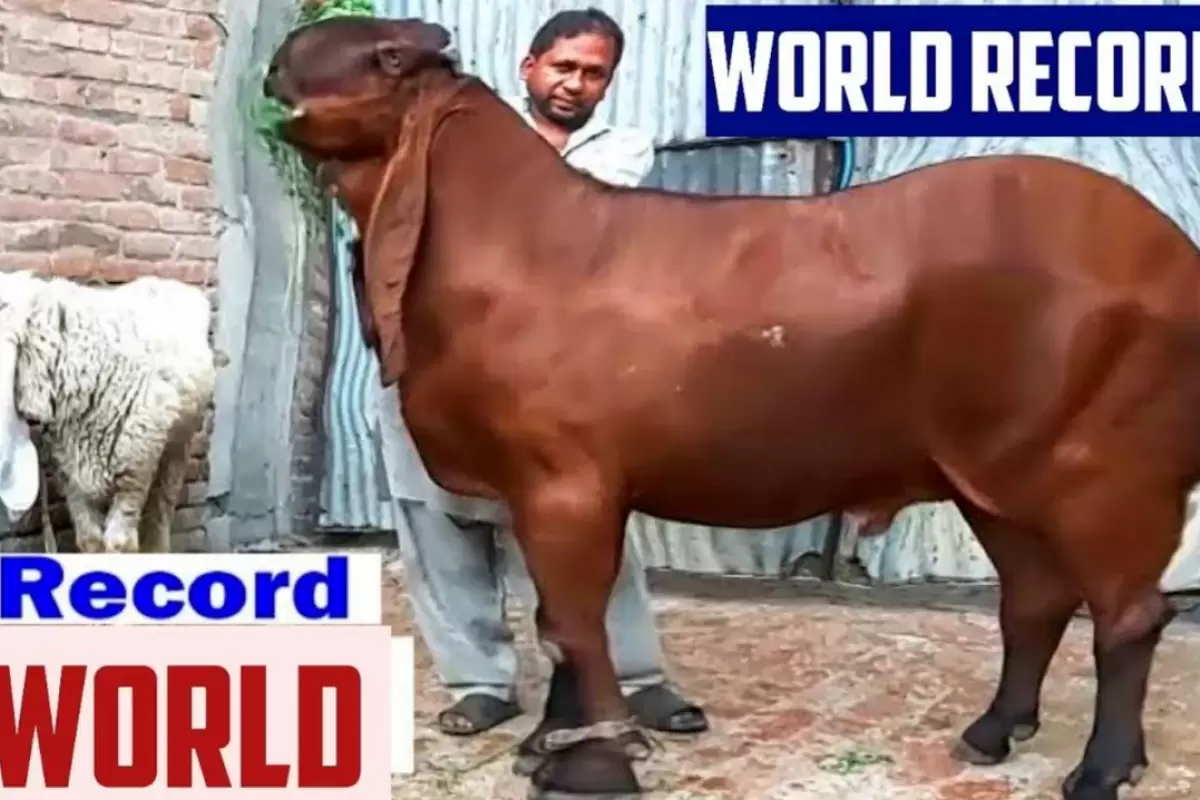 (ویدئو) ۵ بز بزرگ جهان؛ از بز هندی ۳۱۰ کیلوگرمی تا بز پاکستانی ۲۰۰ کیلوگرمی