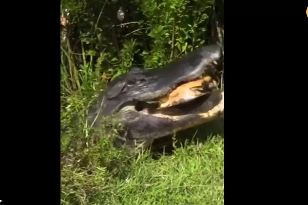 (ویدئو) تمساح با آرواره‌های قدرتمند خود یک لاک‌پشت را در هم شکست