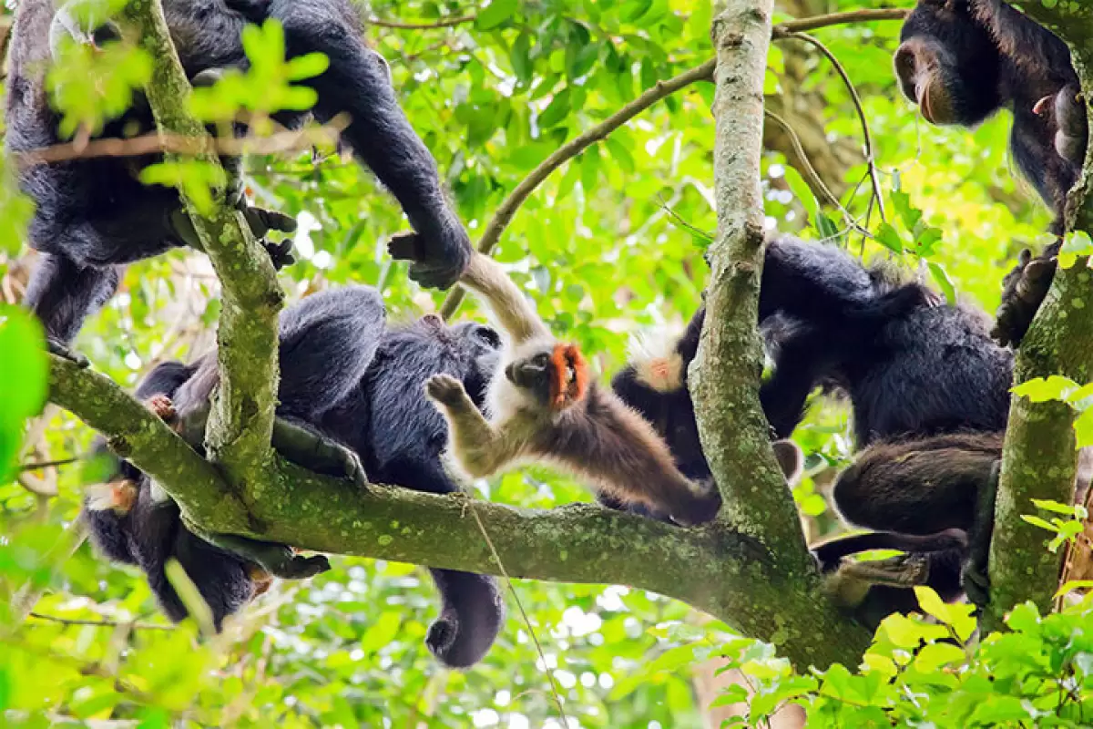 ببینید | شکار ماهرانه گوزن زرد توسط شامپانزه