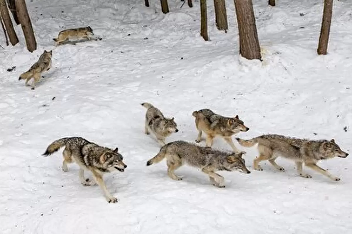 (ویدئو) حمله وحشیانه گله گرگ ها به یک سگ تنها و بی آزار