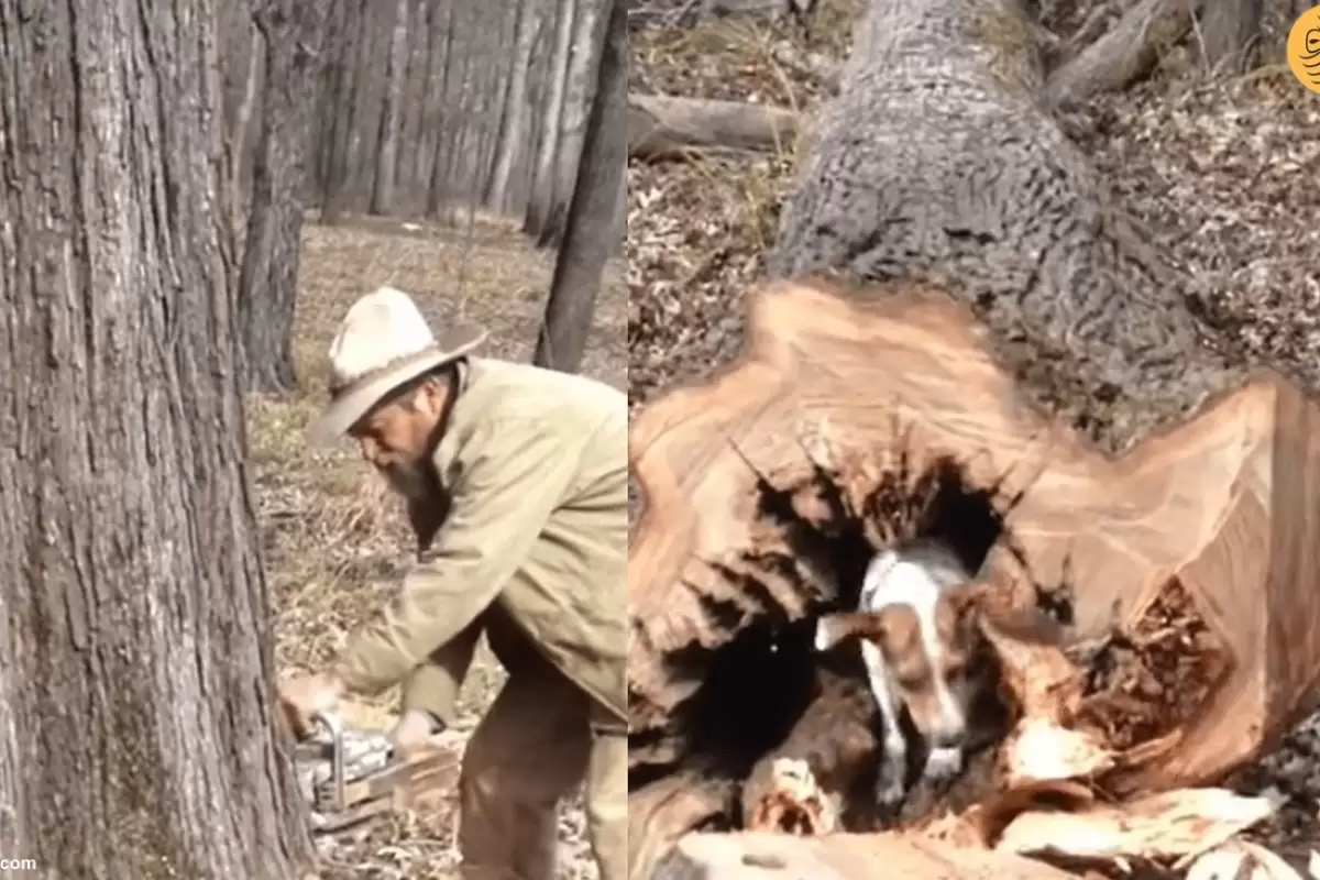 (ویدئو) قطع یک درخت برای خارج شدن سگ بازیگوش