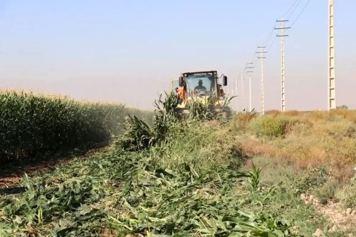 امحاء کشت مزارع آلوده به فاضلاب خام در شیراز