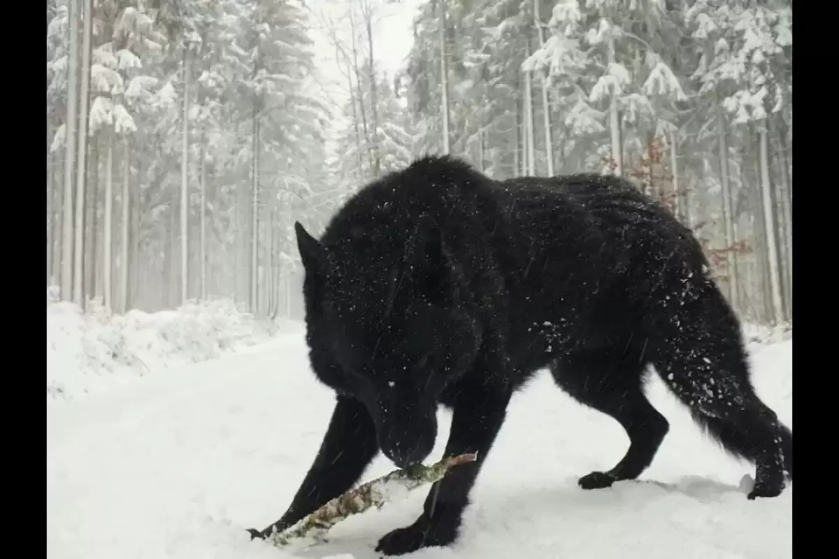 (ویدئو) دو گرگ بزرگ جهان که دوربین ها شکارشان کردند