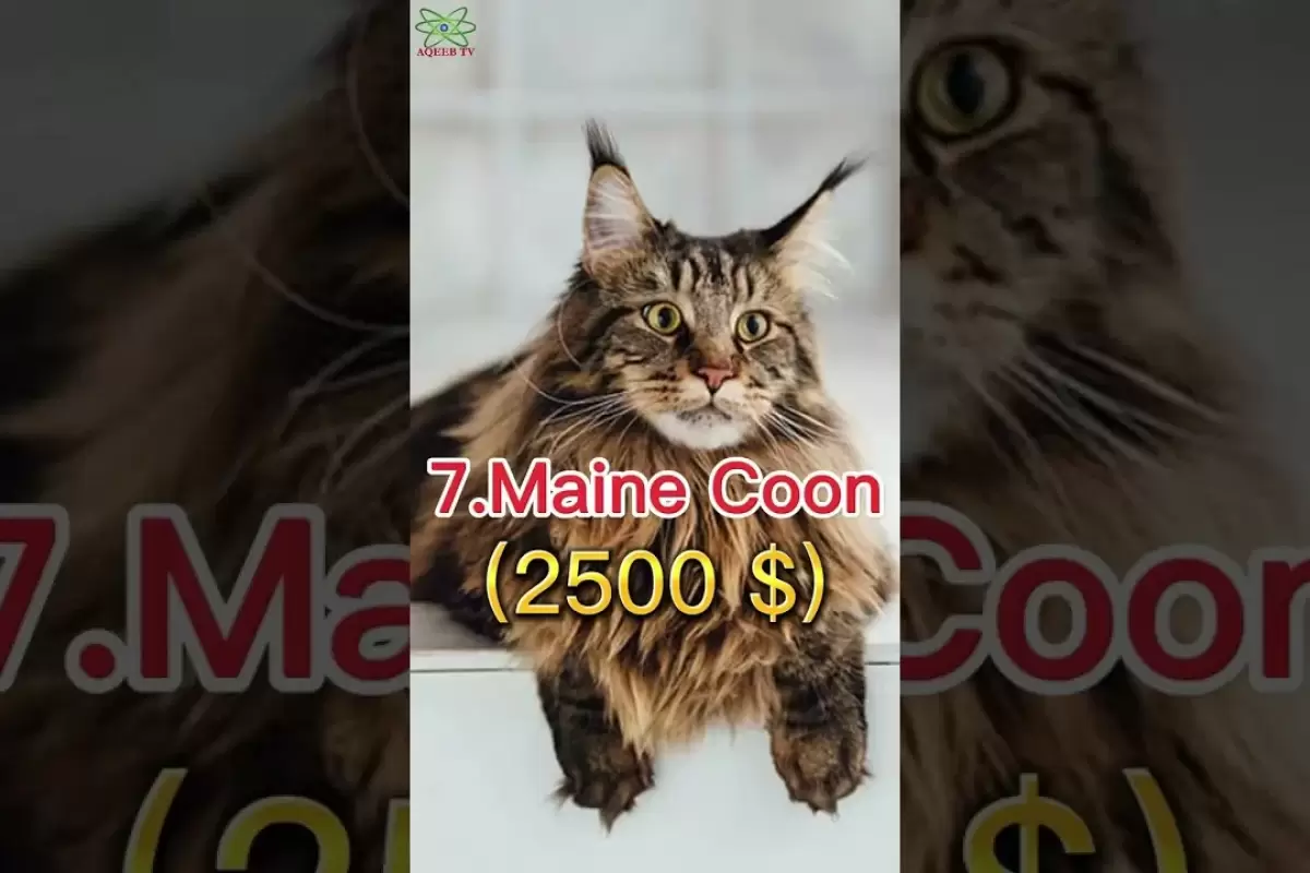 (ویدئو) 10 نژاد گربه گران قیمت جهان؛ این گربه یک میلیارد و 250 میلیون تومان!