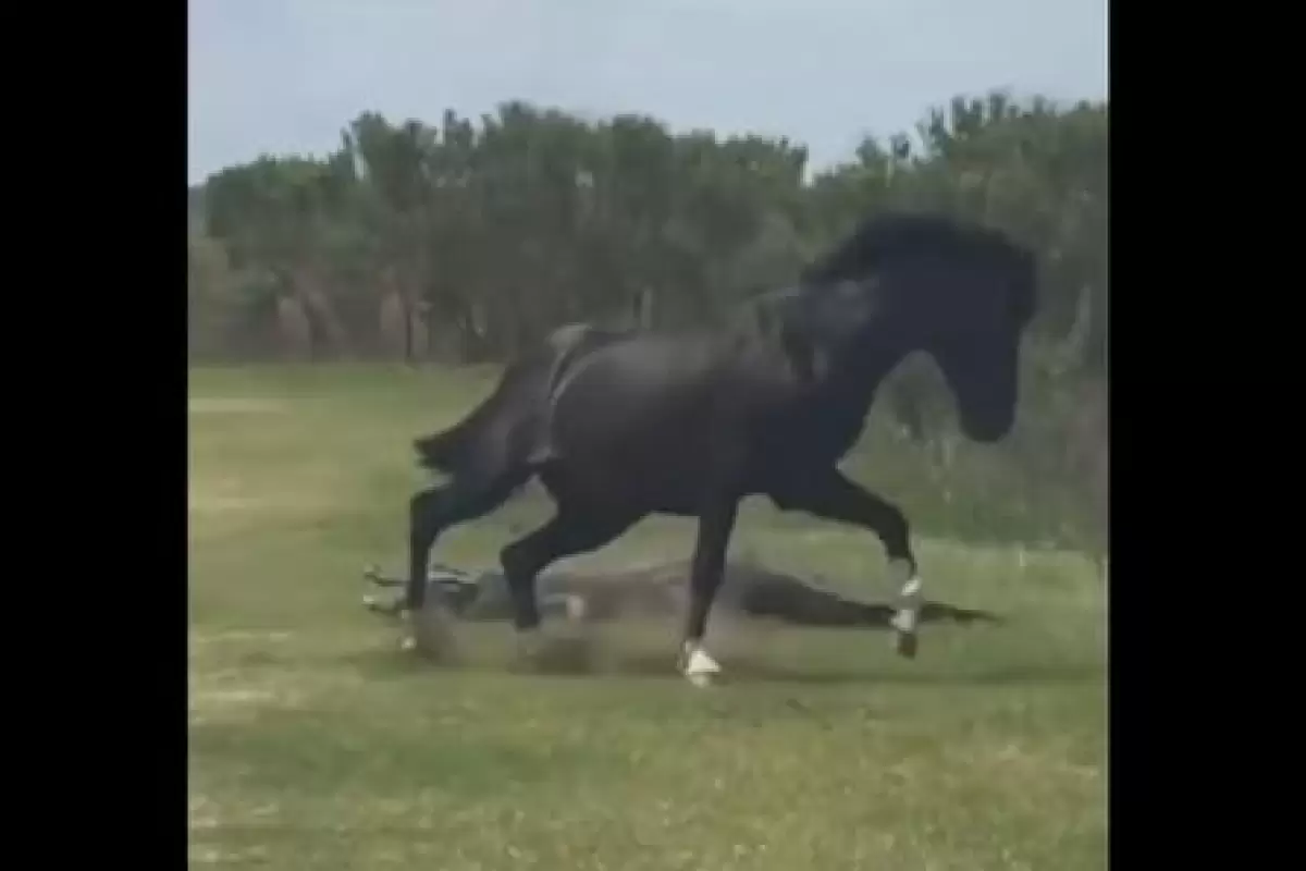 ( ویدیو) نبرد بین اسب و تمساح