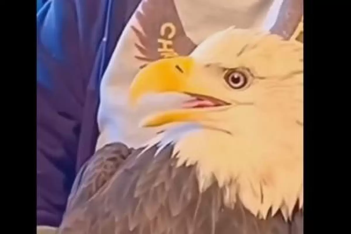 ( ویدیو) نجات جان عقاب سر سفید توسط یک مرد