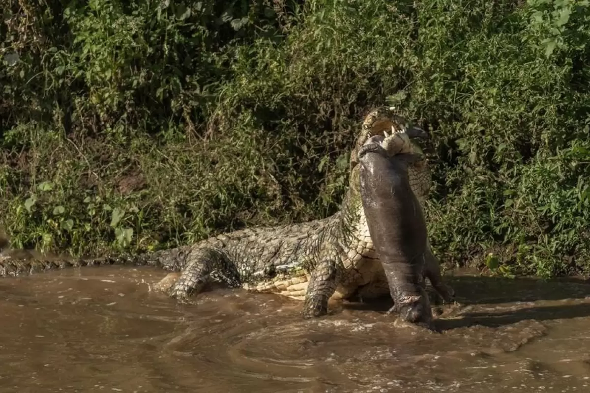 ( ویدیو) شکار باورنکردنی تمساح غول‌ پیکر نیل