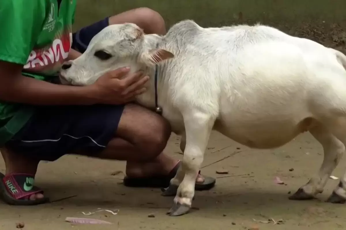 (ویدئو) سبک ترین و قد کوتاه ترین گاو جهان با 50 سانتی متر قد و وزن 25 کیلوگرم