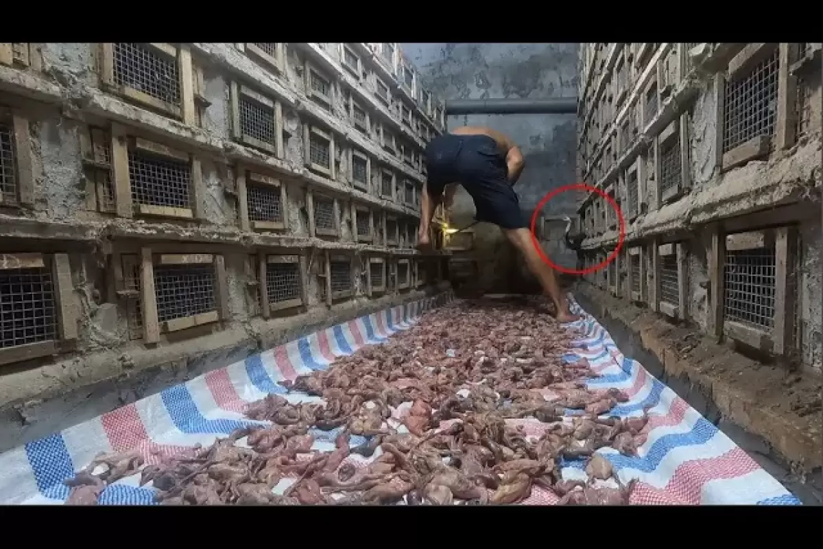 (ویدئو) تلاش مارهای کبرا برای نیش زدن صاحب‌شان؛ ببینید کبراها چگونه غذای خود را بر می‌دارند و به لانه باز می‌گردند