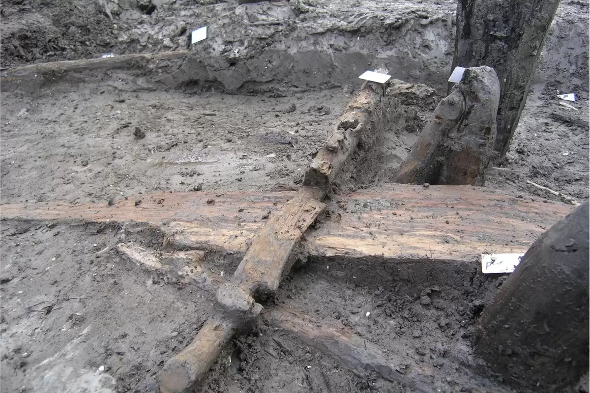 کشف یک تکه چوب که سه هزار سال قبل به دو «گاو» بسته شده بود!