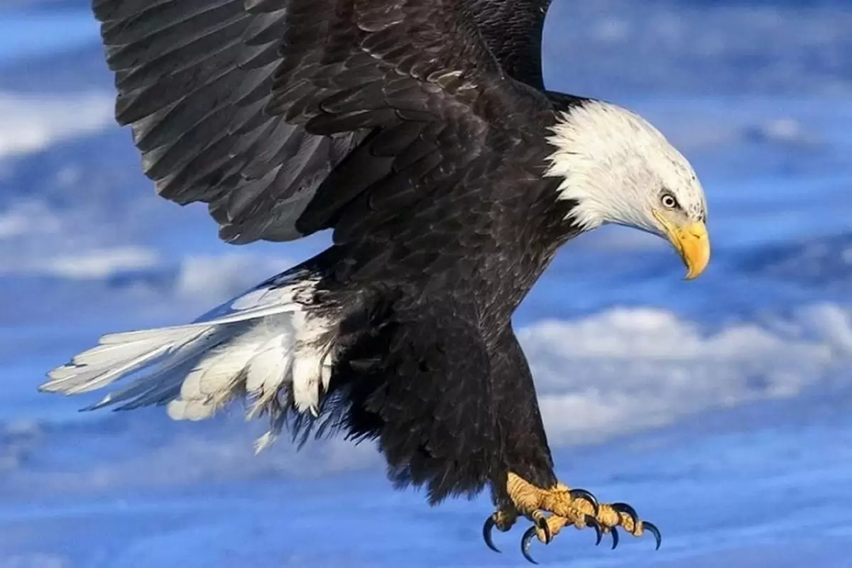 (ویدئو) ضعف عجیب عقاب در شکار ماهی بادکنکی