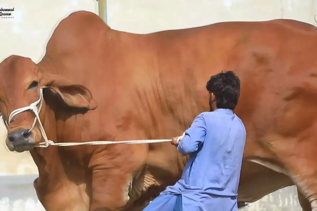 (ویدئو) پنجمین گاو بزرگ جهان با 1142 کیلوگرم وزن و 180 سانتی متر قد