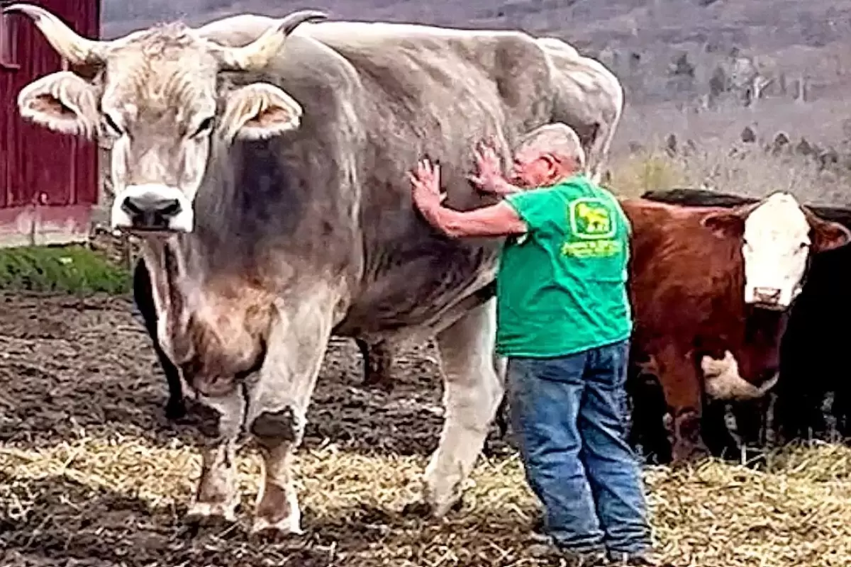 (ویدئو) دومین گاو بزرگ جهان با 183 سانتی متر قد و 1360 کیلوگرم وزن