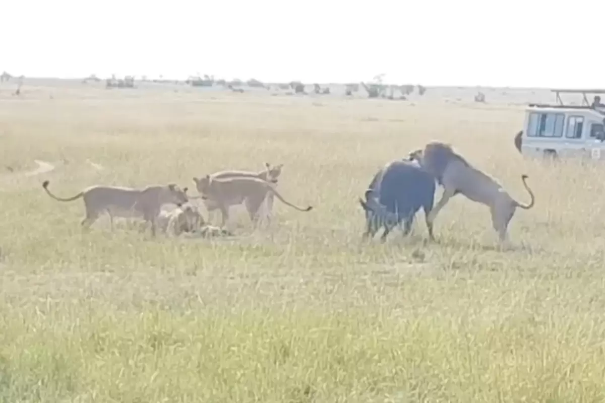 (ویدئو) شیر نر مثل آب خوردن یک گاومیش بزرگ را شکار کرد