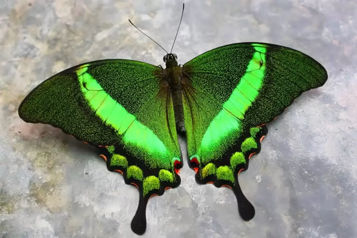 (ویدئو) زیباترین و خیره کننده ترین پروانه های جهان