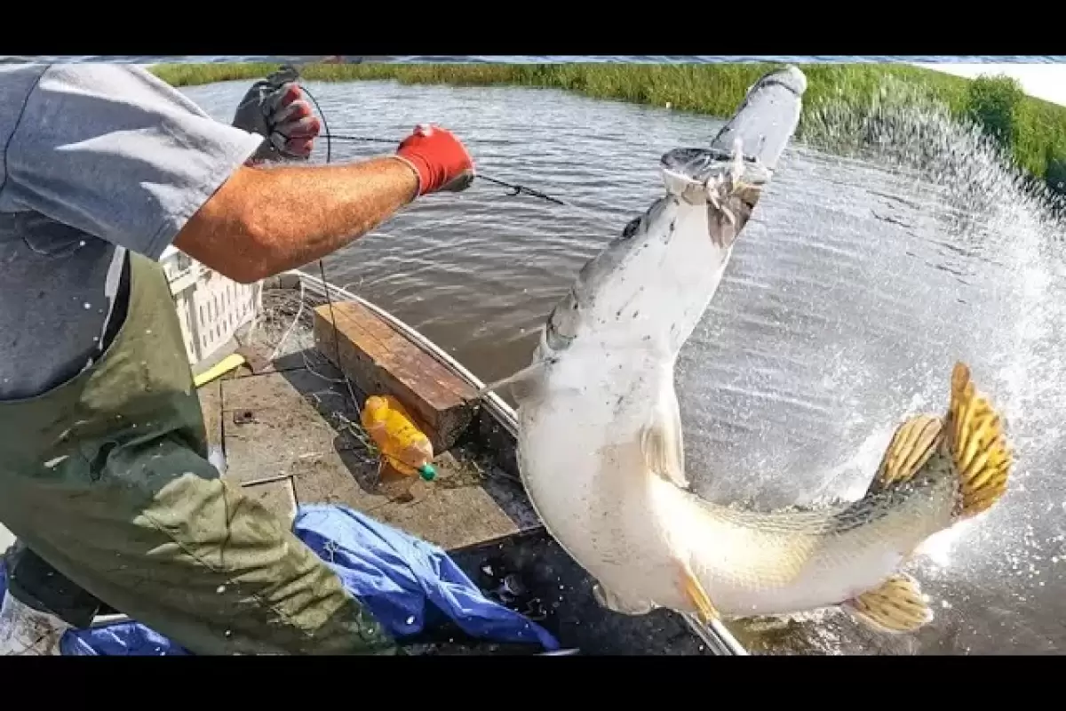 (ویدئو) مهارت حیرت انگیز دو ماهیگیر مشهور آمریکایی در صید کردن تمساح ماهی