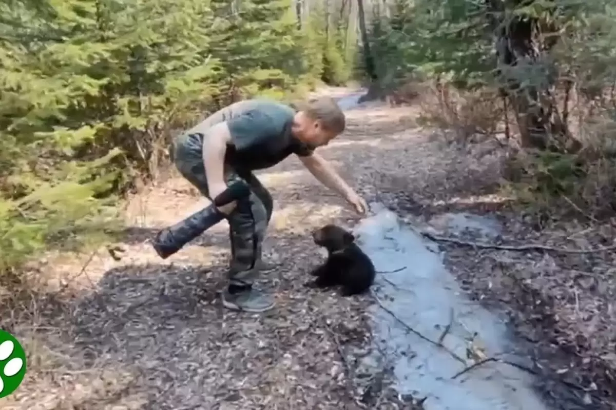 (ویدئو) نجات بچه خرس دچار سوءتغذیه در جنگل