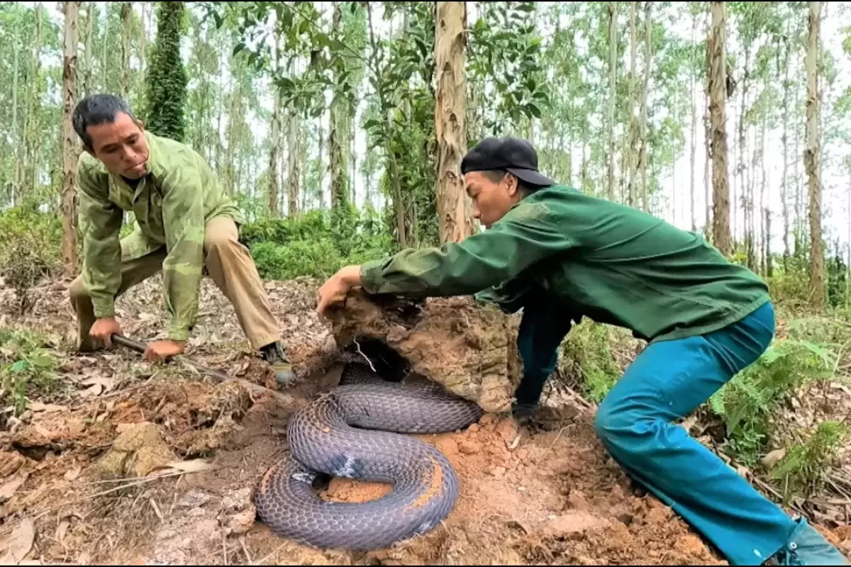 (ویدئو) عملیات زنده گیری سه مار کبرای بزرگ و کمیاب توسط دو شکارچی ویتنامی