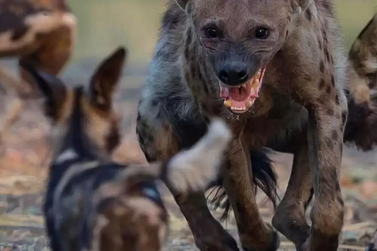 (ویدیو) سگ وحشی در حال زنده خواری آهوی بیچار